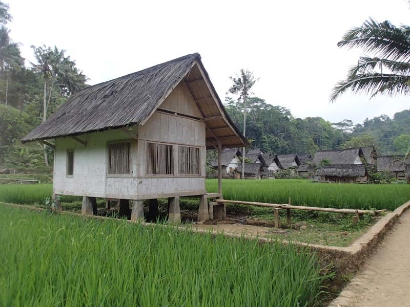 Gambar Rumah Kampung Di Tepi Sawah Inspirasi Dekorasi Rumah